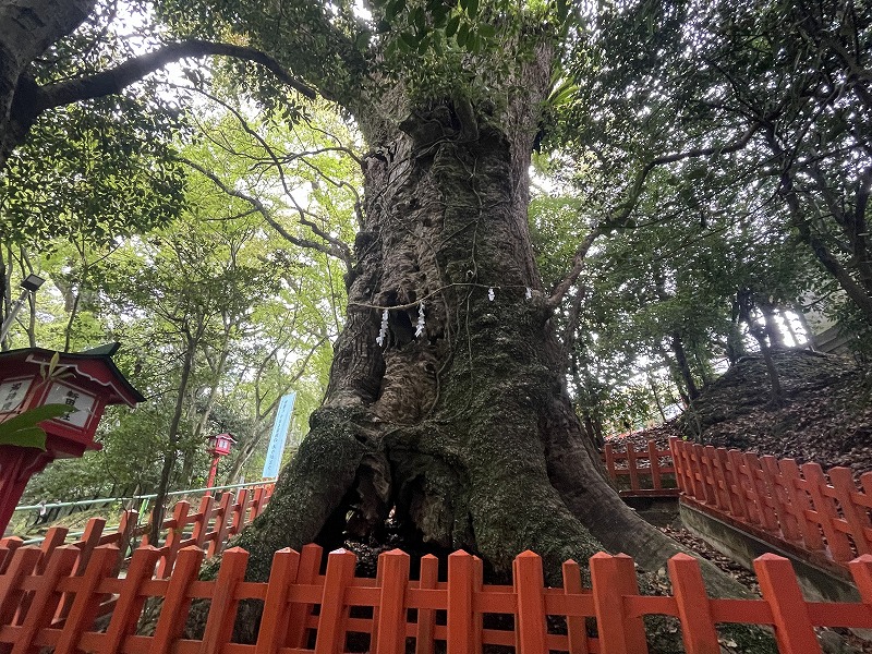 新田神社 大楠