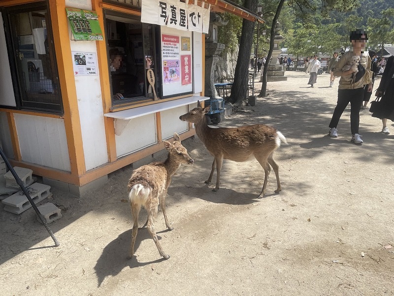 宮島 鹿