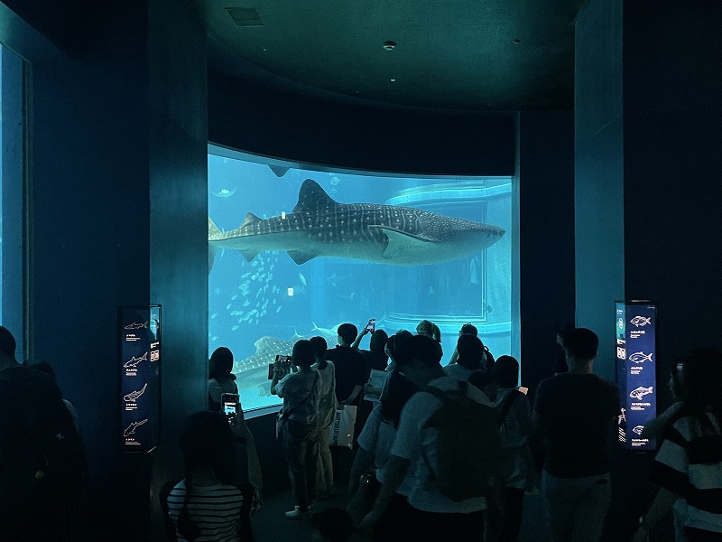 海遊館 ジンベイザメ