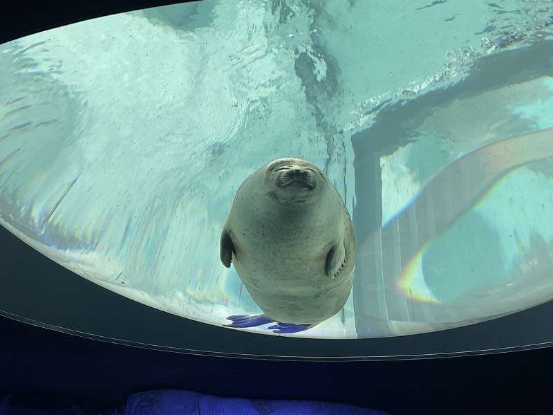 海遊館 アザラシ