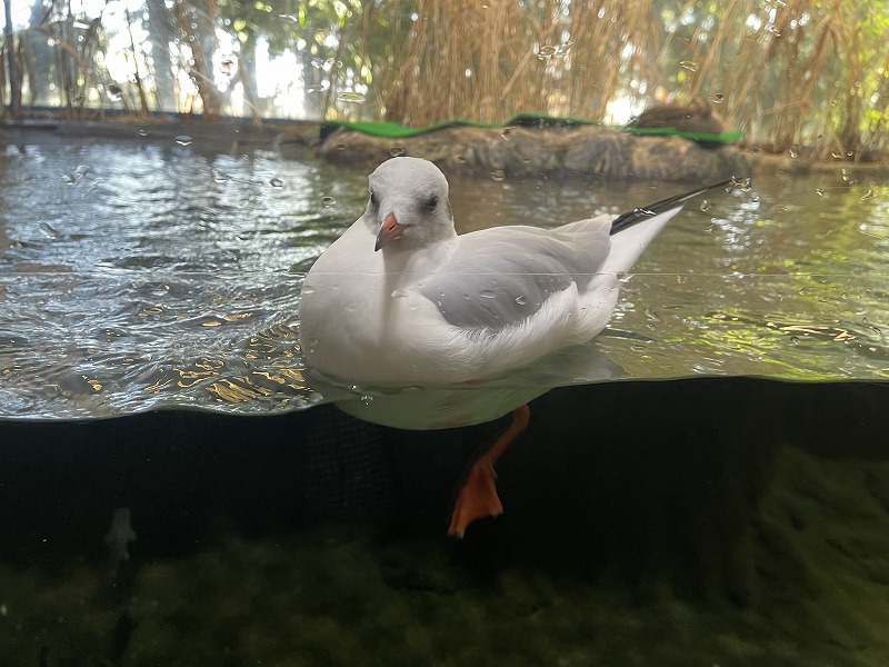 ユリカモメ