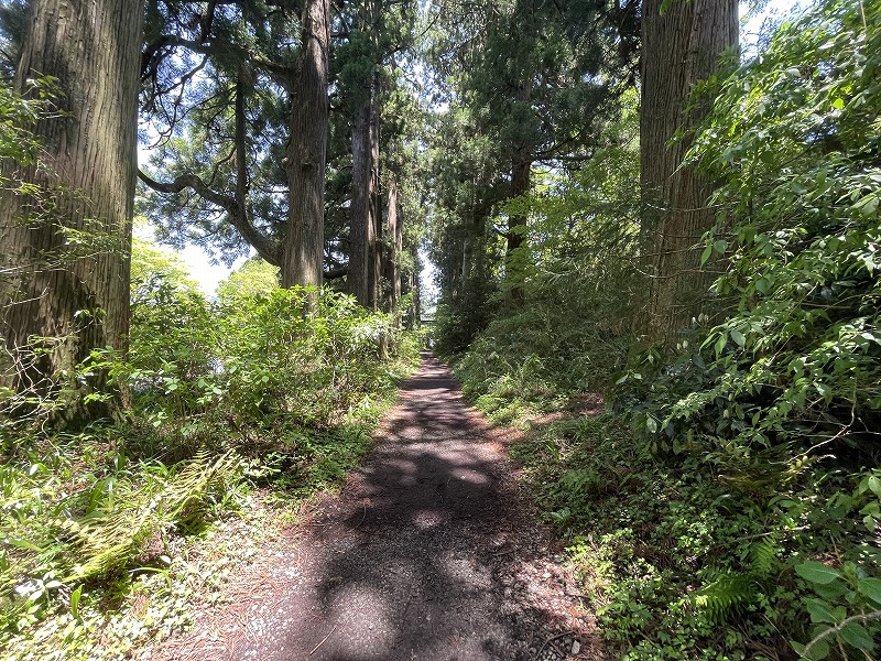 元箱根旧街道杉並木