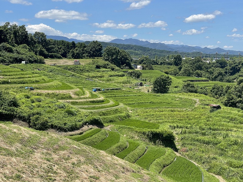下赤阪の棚田