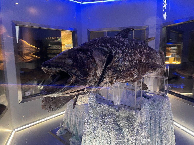 シーラカンス
