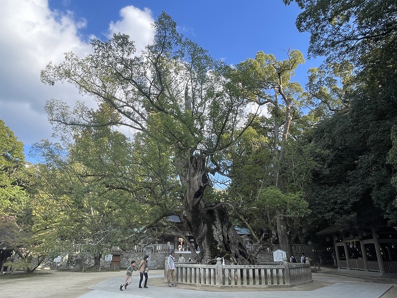 大山祇神社 楠