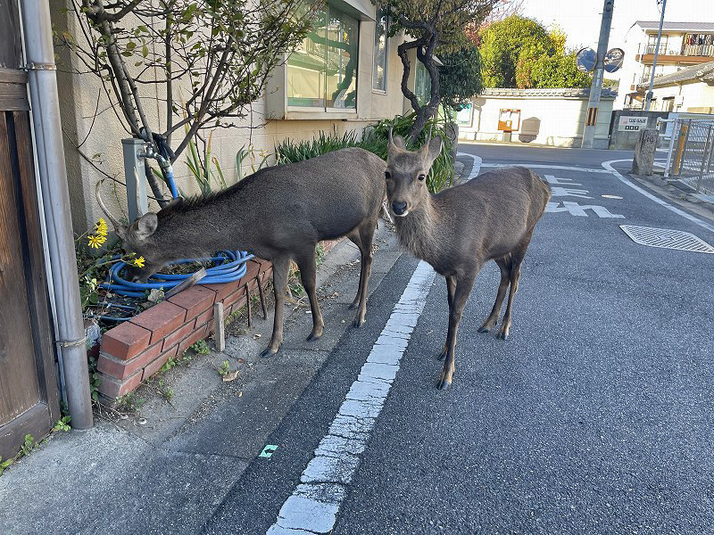 奈良 住宅街 鹿