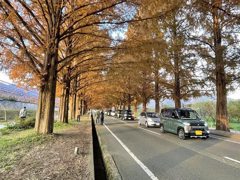 メタセコイア並木