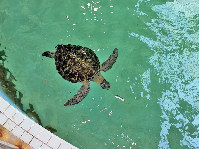 ウミガメプール