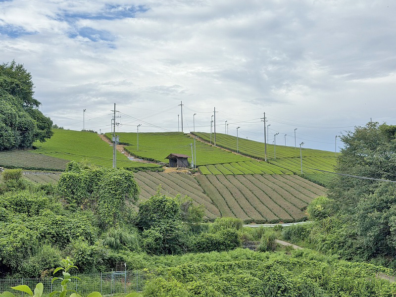 大和茶